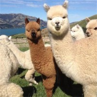 動物園展覽羊駝 商場活動租賃萌寵 溫順可愛耳尖長