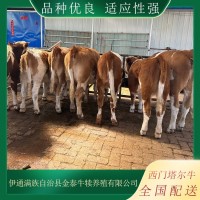 大量供應 西門塔爾牛 出欄肉牛 品種齊全 牧業(yè) 屠宰育肥牛 可配送