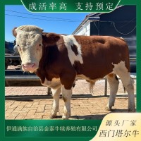 西門塔爾牛養(yǎng)殖場 視頻 現(xiàn)場挑選小牛犢 品種多樣 貨源充足 發(fā)貨快