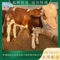 廠家供應(yīng) 肉牛犢 西門塔爾牛特點 體軀長 呈圓筒狀 肌肉豐滿 四肢結(jié)實