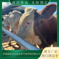 育肥牛行情 牛價行情 農(nóng)村養(yǎng)牛有補助 對子牛 牛犢成活率高 適應(yīng)性強