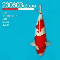 紅白錦鯉 觀賞魚 淡水養(yǎng)殖 易成活 大量現貨 自有漁場