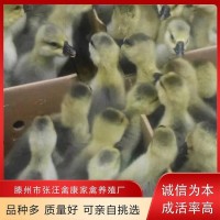 禽康 本地大品種鵝苗批發(fā)出售 個頭大易飼養(yǎng) 誠信服務(wù)