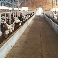 肉?；?西門塔爾牛 小牛犢 改良種 開魯振發(fā)養(yǎng)殖場