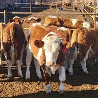 肉牛犢出售 400斤秦川小黃牛 先考察，后合作 低價供應(yīng)