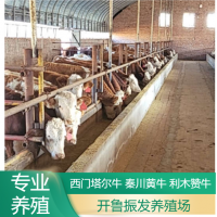 開魯振發(fā)養(yǎng)殖場 改良肉牛犢 牛苗 廠家供應(yīng) 活體黃牛