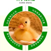小體型觀賞柯爾鴨出售 柯爾鴨蛋