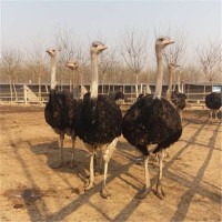 優(yōu)質(zhì)鴕鳥 成活率高