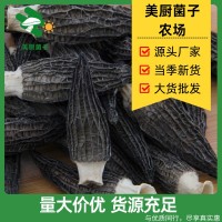 羊肚菌干貨煲湯食材新鮮頭茬大個(gè)頭大份量菌菇蘑菇批發(fā)常規(guī)款5-8
