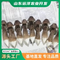 現(xiàn)貨銷售黑皮雞樅食用菌新鮮采摘營(yíng)養(yǎng)美味黑皮雞樅菌蘑菇