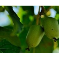 軟棗樹(shù)苗|軟棗獼猴桃苗