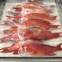 鮮凍東星斑 酒店餐飲宴席食材超低溫速凍鎖鮮 廣州現(xiàn)貨批發(fā)水產(chǎn)品