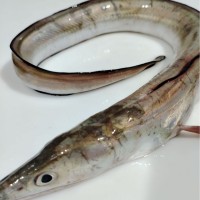 醇香海鰻魚柳去頭去主骨超低溫速凍鎖鮮海產(chǎn)品