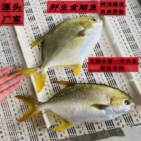 鮮凍野生金鯧魚400-450g/條深海捕撈海鮮水產(chǎn)餐飲魚類批發(fā)金昌魚