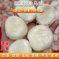 廠家直發(fā)荔浦馬蹄丁速凍白馬蹄荸薺去皮馬蹄批發(fā)