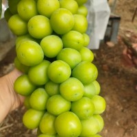 云南陽(yáng)光玫瑰葡萄特大新鮮水果當(dāng)季水晶整串晴王香印凈果3斤順豐