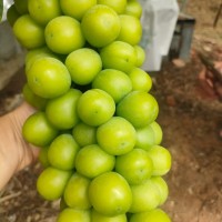 云南陽(yáng)光玫瑰葡萄特大新鮮水果當(dāng)季水晶青提整串晴王提子香印5斤