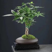 復(fù)古紫砂蝴蝶蘭綠蘿文竹發(fā)財(cái)樹君子蘭吊蘭中式盆景綠植花盆盆栽