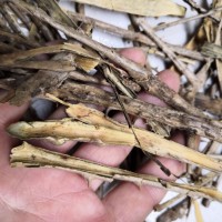 鳥不宿 中藥材批發(fā) 鳥不宿樹皮 鳥不宿根 楤木白皮 蔥木 鳥不落