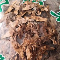 中藥材鳳眼草 椿莢 鳳眼子 臭樹鈴鐺 臭椿子 春鈴子批發(fā)零售