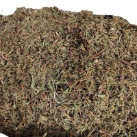批發(fā)中草藥 含羞草 含羞草根 知羞草 怕羞草 喝呼草 怕丑草
