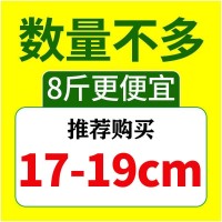 新鮮青島大蝦一箱鮮蝦青蝦冷凍基圍蝦超大蝦子海鮮批發(fā)包郵