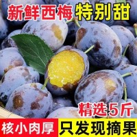 嚴(yán)選西梅子果孕婦水果非智利西梅新疆西梅干女神西梅鮮果批 發(fā)代發(fā)