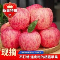 正宗煙臺(tái)棲霞紅富士蘋果脆甜多汁新鮮采摘應(yīng)季水果整箱包郵批發(fā)