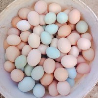 綠殼土雞蛋鮮活玉米雞蛋現(xiàn)撿整箱批發(fā)好雞蛋可生食口感香糯無腥味