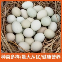 荷郡聰明烏雞蛋農(nóng)家散養(yǎng)綠殼烏雞蛋新鮮林下放養(yǎng)雞30枚60枚裝批發(fā)