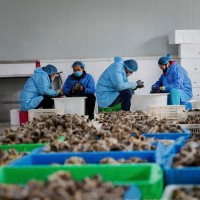 陽澄湖鮮活大閘蟹批發(fā)螃蟹嘗鮮2.5兩母蟹 34.75元/只，8只起拍