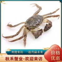螃蟹陽澄湖鎮(zhèn)鮮活大閘蟹蘇州產(chǎn)地禮盒禮券蟹卡批發(fā)團購【蟹農(nóng)螃蟹