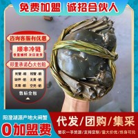 大閘蟹鮮活水產(chǎn)招代理河蟹陽澄湖新鮮養(yǎng)殖批發(fā)公司團購活蟹批發(fā)