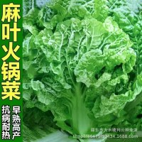 無(wú)筋葉多火鍋菜種子大白菜種籽大田白菜蔬菜種孑高產(chǎn)耐貯秋播四季