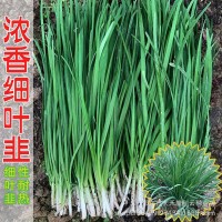四季韭菜種子小細(xì)葉韭菜種籽老品種庭院陽(yáng)臺(tái)盆栽大田留種四季種