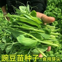 無(wú)須豌豆苗種子 豌豆種籽尖龍須菜芽苗四季陽(yáng)臺(tái)盆栽種植家庭蔬菜