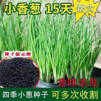 四季小香蔥種子 陽(yáng)臺(tái)盆栽蔬菜種子易種植四季播種小香蔥種子