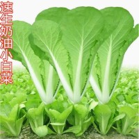 四季奶油小白菜種子 播種速生耐熱耐寒蔬菜種子陽(yáng)臺(tái)種植青菜