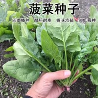 大葉菠菜種子秋冬季蔬菜種子耐寒四季菠菜種子陽(yáng)臺(tái)盆栽菠菜種子