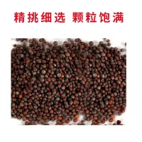 西蘭花種籽春秋季花椰菜蔬菜種孑耐寒綠菜花四季松花菜種子