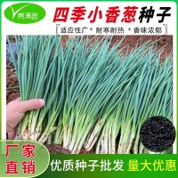 批發(fā)四季小香蔥種子盆栽小蔥分蔥蔬菜種子籽菜園陽(yáng)臺(tái)易種蔬果種子
