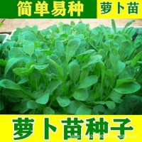蘿卜苗種子籽專(zhuān)吃蘿卜苗種籽陽(yáng)臺(tái)盆栽當(dāng)季豐產(chǎn)秋冬季蔬菜種子大全