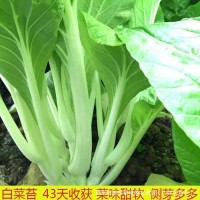 早熟白菜苔蔬菜種子秋冬反季節(jié)抽苔速生高產(chǎn)菜苔種孑四季播易種植