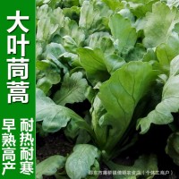 大葉茼蒿種子葉多火鍋菜皇帝菜籽種子春夏秋四季播農(nóng)家蔬菜種籽孑