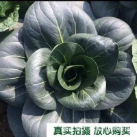 黑大頭蘇州青矮腳青梗菜種子四季種籽油菜小青菜青菜蔬菜菜種種子