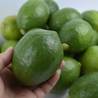 自家果園廣東香水檸檬新鮮現(xiàn)摘奶茶店專用一級青檸檬當(dāng)季源頭批發(fā)