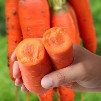 散裝胡蘿卜種子 農(nóng)田菜地種植盆栽四季蔬菜脆甜耐儲(chǔ)胡蘿卜籽