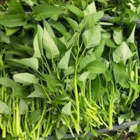 散裝空心菜種子 農(nóng)田菜地盆栽陽(yáng)臺(tái)植空心菜籽多次收
