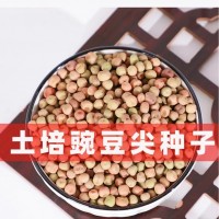批發(fā)水培芽苗菜種子大葉綠玉豌豆土培豌豆尖種