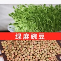 批發(fā)水培芽苗菜種子綠麻豌豆無(wú)土栽培紙上種菜麻豌豆種